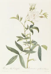 ロサアルバチンベフォリア